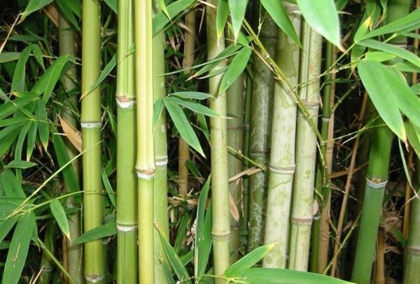 Преимущества и недостатки бамбукового паркета
